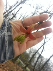 Magnoliopsida