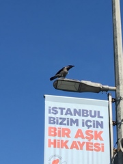 Corvus cornix