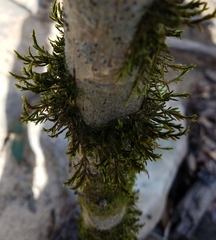 Forsstroemia trichomitria