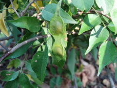 Lonchocarpus mutans