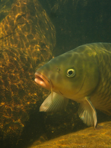 Amur Carp