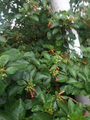 Iochroma fuchsioides