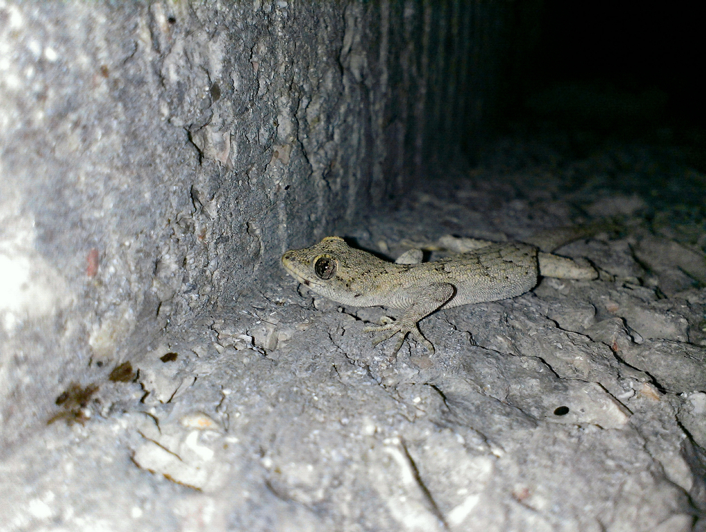 Bulgarian Bent-toed Gecko