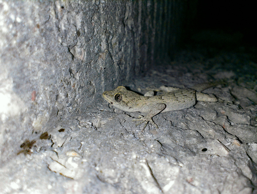 Mediodactylus danilewskii