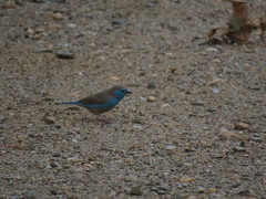 Uraeginthus angolensis