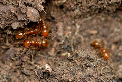 Solenopsis aurea