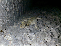 Mediodactylus danilewskii