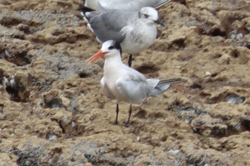 Thalasseus elegans image