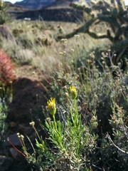 Peucephyllum schottii
