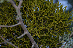 Phoradendron juniperinum