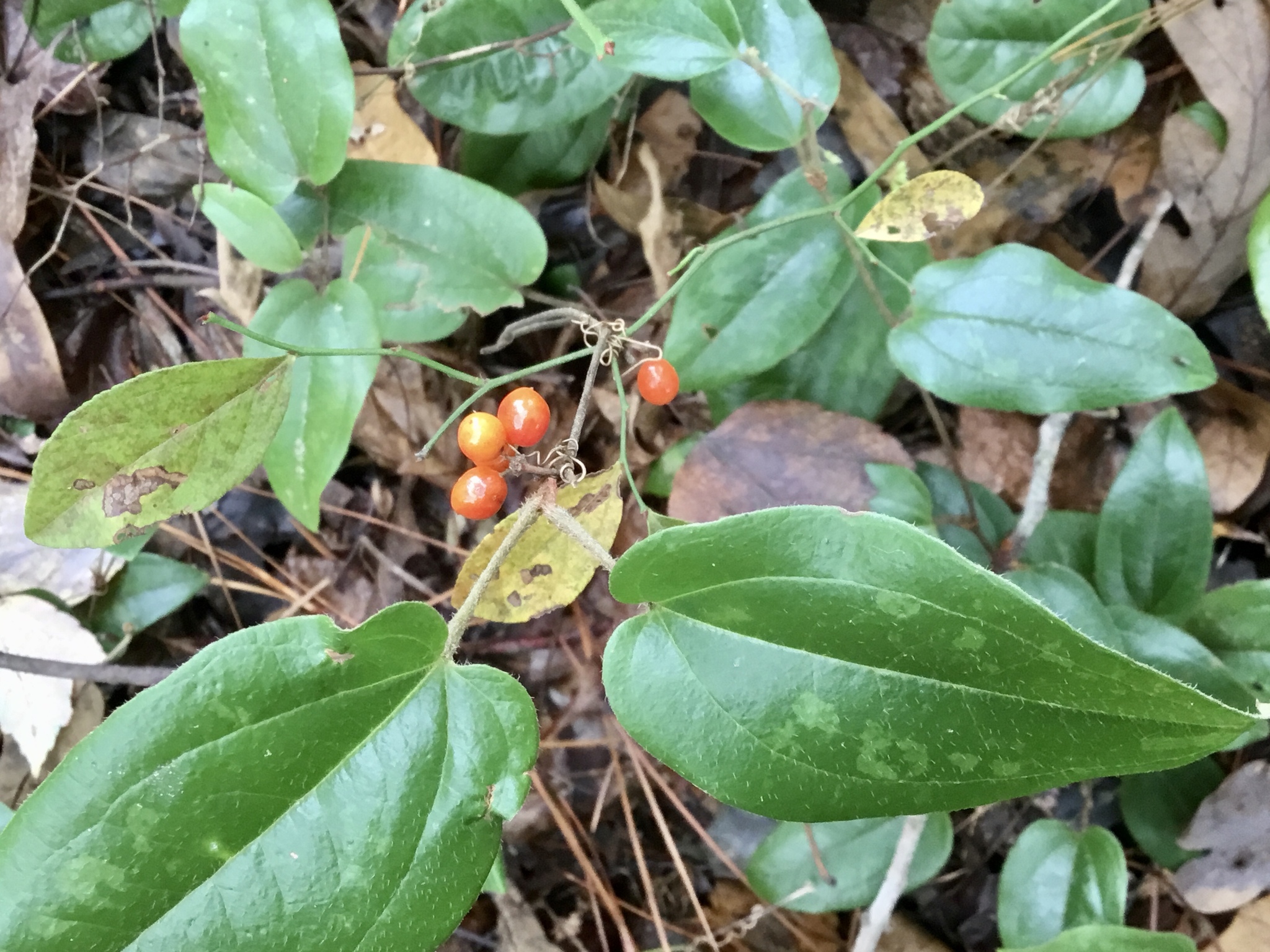 sarsaparilla vine (Smilax pumila) · iNaturalist