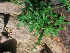 Hydrophylloideae