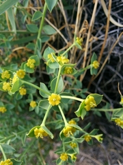Euphorbia schizoloba