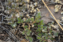 Selaginella peruviana