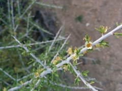 Prunus fasciculata