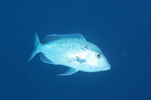 Japanese large-eye bream (Gymnocranius euanus) — Lethrinidae — 5