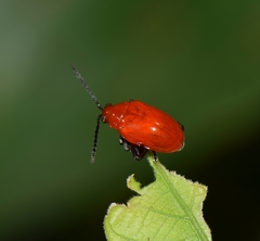 Chrysomelidae