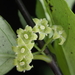 Geniostoma ligustrifolium - Photo (c) Saryu Mae, μερικά δικαιώματα διατηρούνται (CC BY), uploaded by Saryu Mae