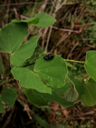 Image of Bauhinia macranthera by (c) Erick Vélez Sánchez, some rights reserved (CC BY)