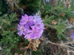 Glandularia gooddingii