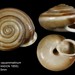 Chilostoma - Photo (c) Claude & Amandine  EVANNO, some rights reserved (CC BY-NC-ND)