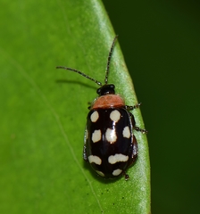 Alagoasa trifasciata