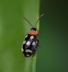 Alagoasa trifasciata