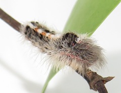 Euproctis punctifera