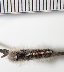 Euproctis punctifera