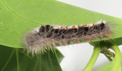 Euproctis punctifera