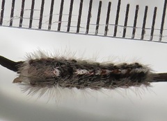 Euproctis punctifera