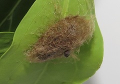 Euproctis punctifera