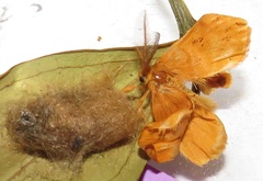 Euproctis punctifera