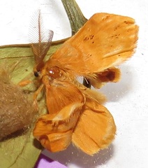 Euproctis punctifera