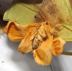 Euproctis punctifera