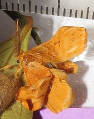 Euproctis punctifera