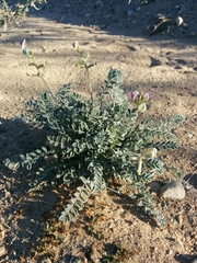 Astragalus tidestromii