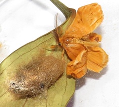 Euproctis punctifera