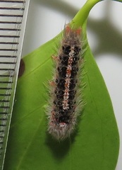 Euproctis punctifera