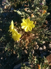 Oenothera primiveris bufonis
