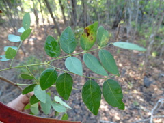 Leucaena lanceolata lanceolata