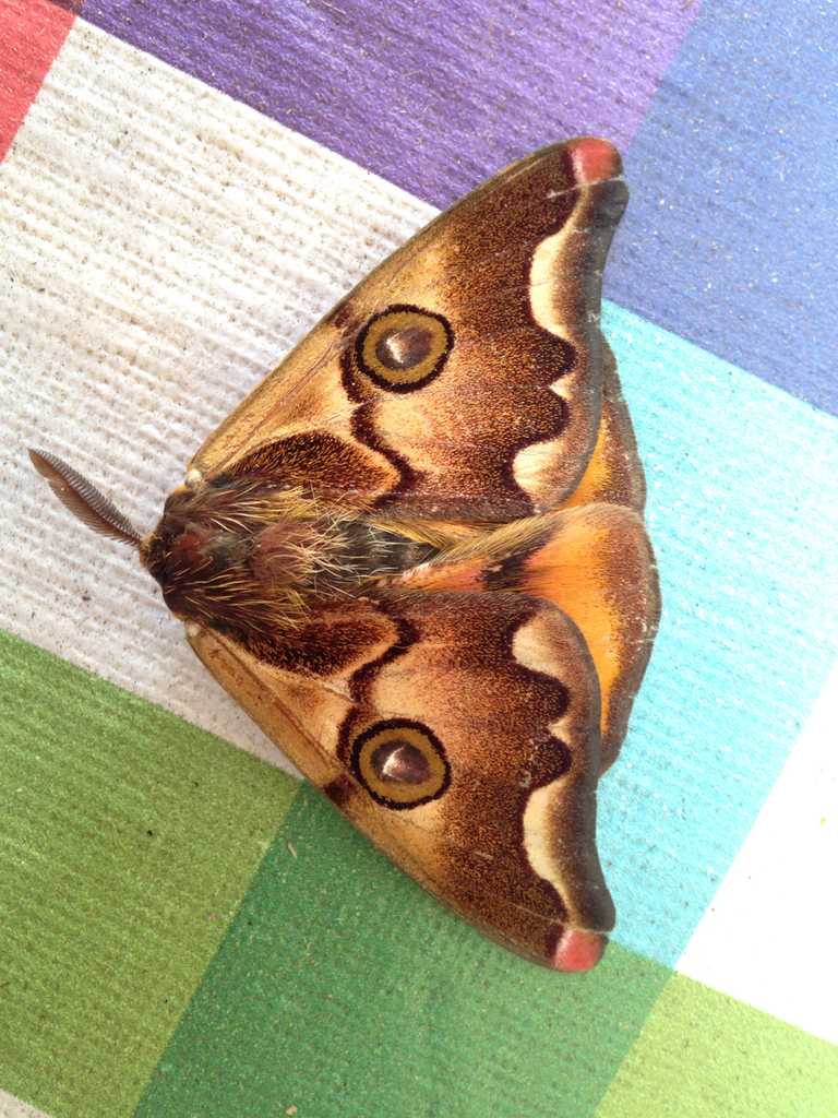 Polythysana cinerascens