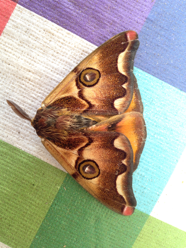 Polythysana cinerascens