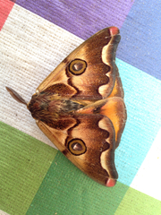 Polythysana cinerascens