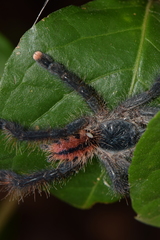 Avicularia