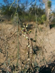 Streptanthus longirostris