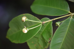 Magnoliopsida
