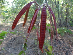 Leucaena lanceolata lanceolata