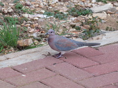 Streptopelia senegalensis