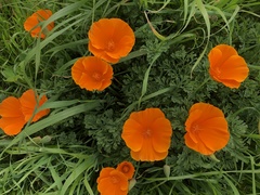 Eschscholzia californica